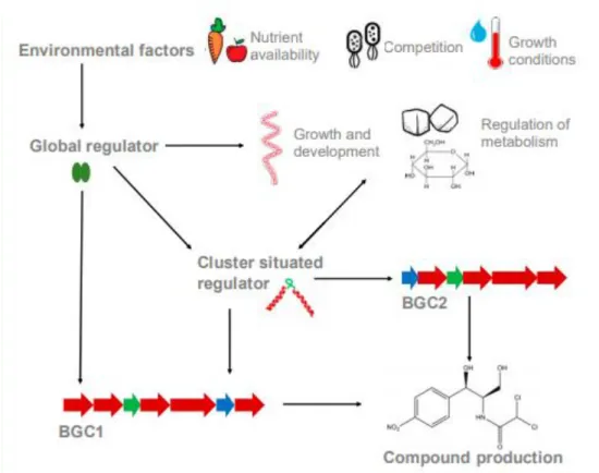 Fig. 5. Cluster situated regulators (CSRs) and global regulatory systems. These last are influenced  by  external  environmental  factors  and  both  control  the  regulation  of  the  expression  of  the  genes  related to secondary metabolism