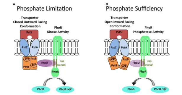 Fig. 6. A model for controlling, in E. coli, the balance between PhoR phosphatase and autokinase  activities