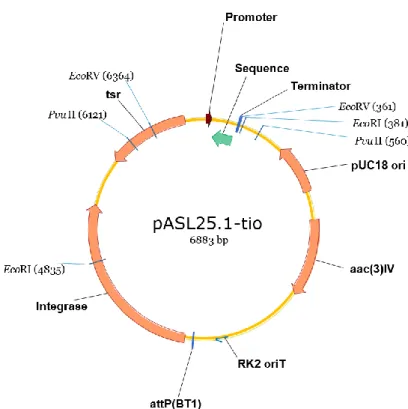 Fig. 11. Schematic representation of the plasmid constructed. 
