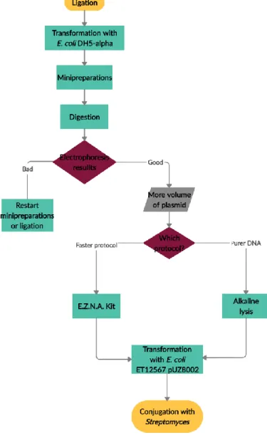 Fig. 13. Flowchart summing up the studies done with the two strains of E. coli. 