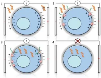 Fig. 14. Main steps of electroporation. (1) Short electrical pulses are applied to polarize the cell; (2)  breakage  of  the  membrane,  which  creates  nanopores;  (3)  entrance  of  macromolecules;  (4)  the  electrical field is switched off and the memb