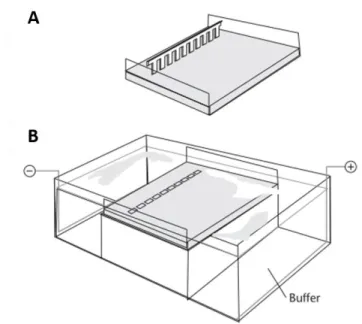 Fig. 15. Schematic representation of a chamber used for agarose gel electrophoresis. (A) Casting  tray with comb; and (B) chamber with gel and buffer