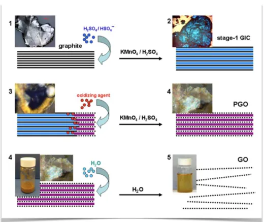 Figure 1.12 Representation of the three steps mechanism of GO formation from graphite flakes with the respective optical  images