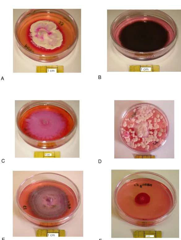 Figura 6 – Diversidade morfológica de alguns fungos mesofilos isolados do ar dois hospitais