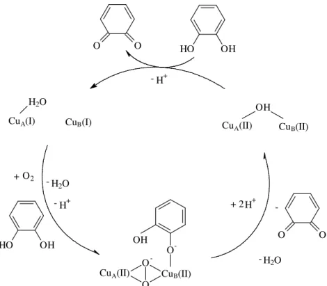 FIGURA 1.7 - Mecanismo da oxidação de catecóis pela CO da batata doce. 