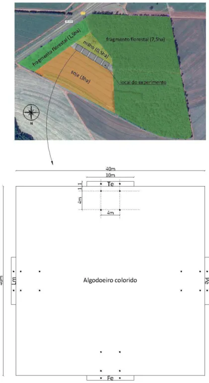 Figura 1. Representação esquemática indicando a localização dos cinco blocos com  algodoeiro  colorido  e  bordas  de  plantas  herbáceas  floríferas  (PHF)  e  plantas  espontâneas  (PE),  com  destaque  de  um  bloco