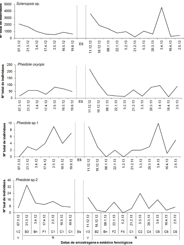 Figura  5.  Flutuação  populacional  de  espécies  predominantes  de  Myrmicinae.  Março/2012  a  maio/2013