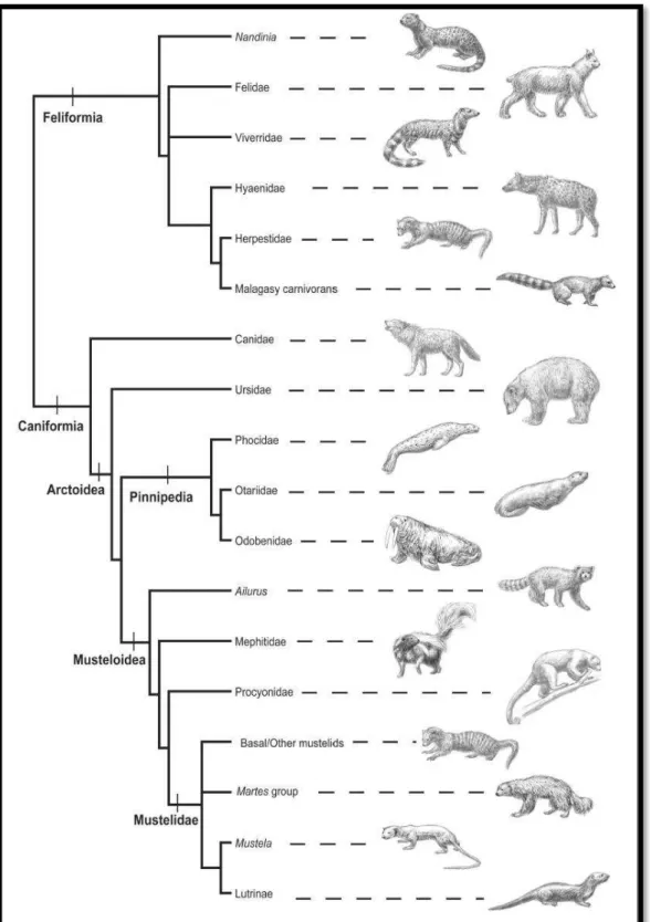 Figura 2: Cladograma esquemático representando as principais relações evolutivas dos carnívoros