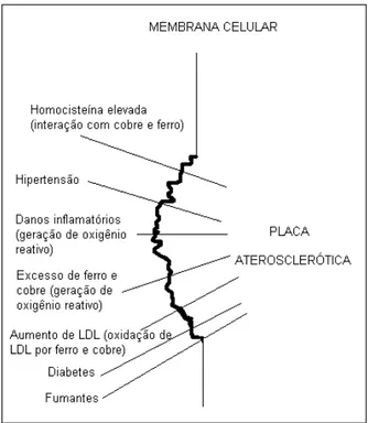 Figura 2 - Identificação de fatores de risco maiores para aterosclerose e sugestão da  produção de espécies de oxigênio reativo (potencial redox) por excesso de Cu e Fe livres,  oxidação de LDL (lipoproteína de baixa densidade) por Fe e Cu, e interação do 