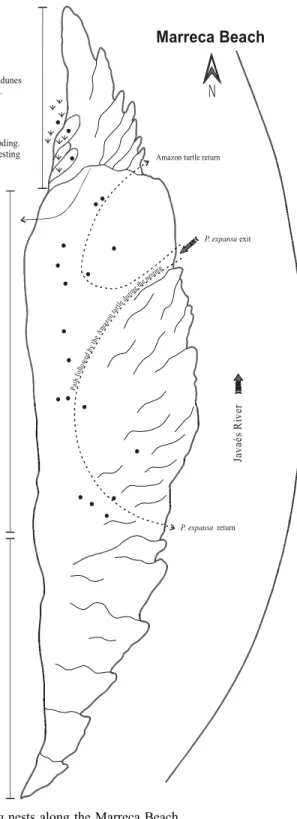 Figure 7 – Distribution  of   P. expansa nests along the Marreca Beach.