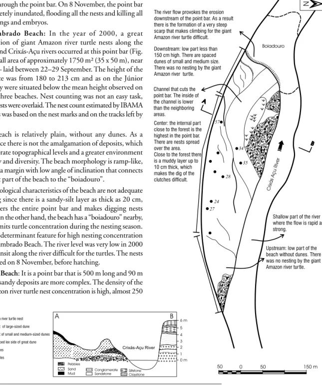 Figure 4 - Morphology of the Júnior beach and distribution of the giant Amazon river turtle nests