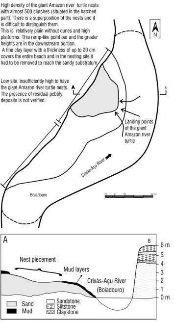 Figure 6 - Morphology of the Retiro beach and distribution of the giant Amazon river turtle nests.