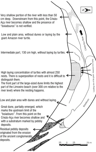 Figure 8 - Morphology of the Barreira Branca beach and distribution of the giant Amazon river turtle nests.