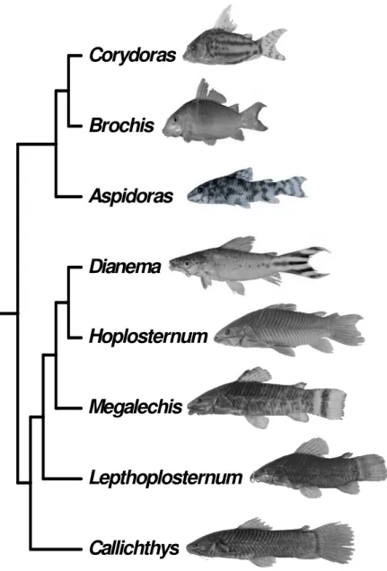 Figura 2. Relações filogenéticas entre os gêneros de Callichthyidae segundo Reis (1998)