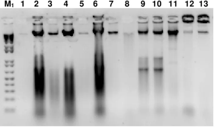 Figura 1.  Eletroforetograma da quantificação dos DNAs extraídos. M 1   – Marcador molecular  1Kb DNA Plus Ladder; 1-13 Isolados de  Xylella fastidiosa:   1-Citros (X0) ; 2-4- Café (6738,  6740, 6755); 5-7- Videira (6068, 6752, 6753); 8-9- Amora (6744, 674