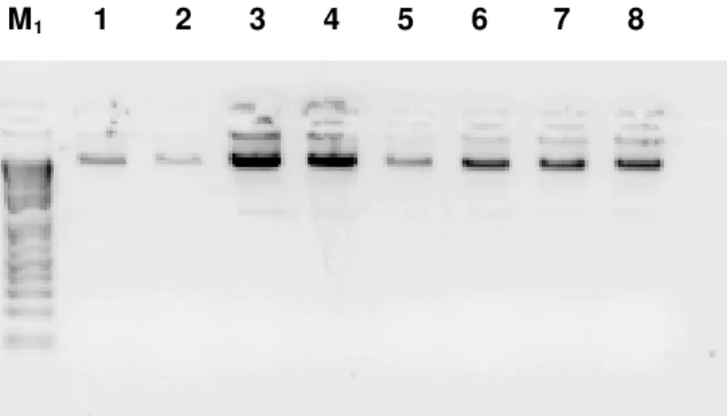 Figura  4 Eletroforetograma da quantificação dos DNAs extraídos. M 1   – Marcador molecular  1Kb DNA Plus Ladder; 1-8 Isolados de  Xylella fastidiosa:   1-Citros (X0) ; 2-Café (6755); 3-  Videira (6753); 4- Amora (6744,) ; 5-Amêndoa (6746); 6-Olmo (6748); 