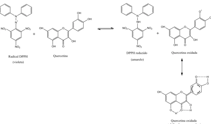 Figura  12  -  Redução  do  radical  livre  DPPH  pelo  flavonoide  antioxidante  quercetina