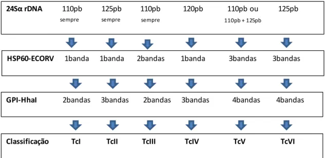 Figura 2: Tripé de classificação dos isolados de Trypanosoma cruzi em seus respectivos DTU(s)  proposto por Lewis et al