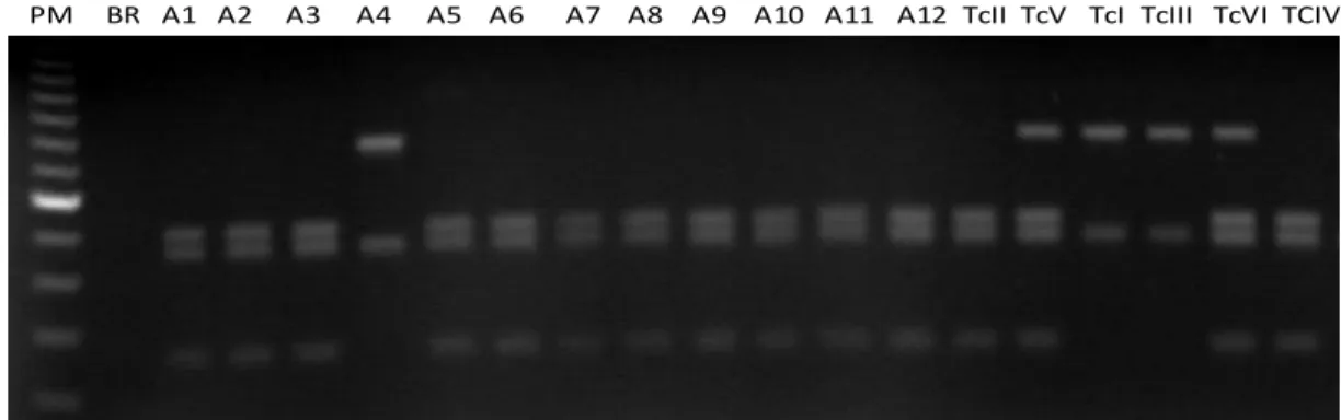 Figura 5: Perfis de DNA obtidos pela genotipagem de isolados de Trypanosoma cruzi provenientes de  pacientes da região do Vale do Jequitinhonha, Minas Gerais, por meio da análise do polirmorfismo do  gene GPI/HhaI via RFLP-PCR