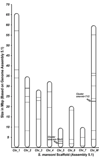 Fig. 4. Phylogenetic distribution of animal miRNAs. The conserved miRNA found in S.