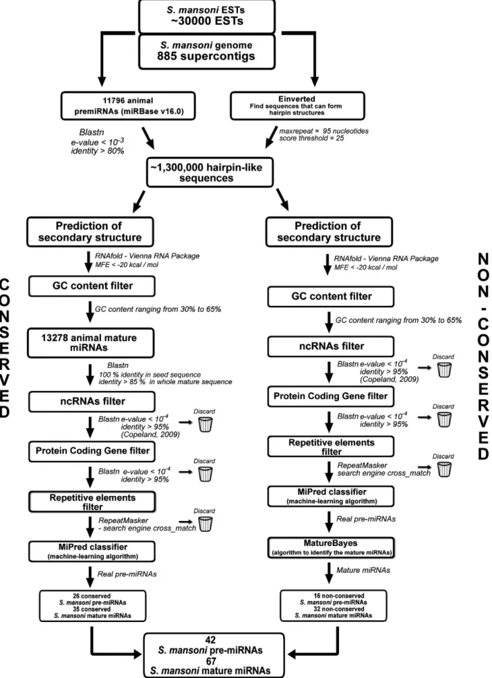 Fig. 1. Flowchart of computational identiﬁcation of conserved and non-conserved miRNA genes in S