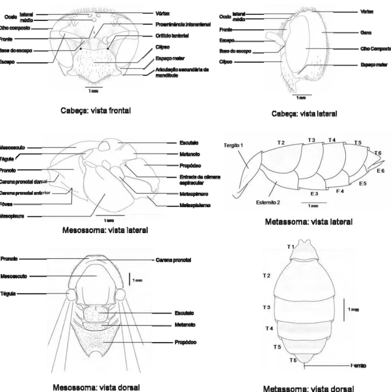 Figura 1: Morfologia externa de Polistinae, indicando nomes das estruturas segundo Carpenter &amp; Marques (2001)