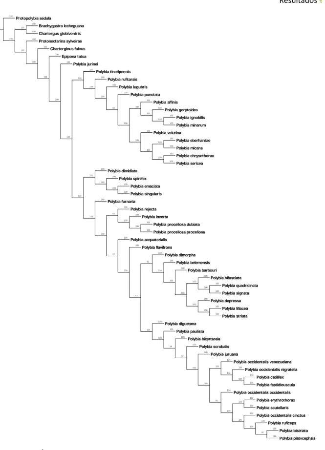 Figura 105. Árvore de consenso de maioria dos 22 cladogramas obtidos.