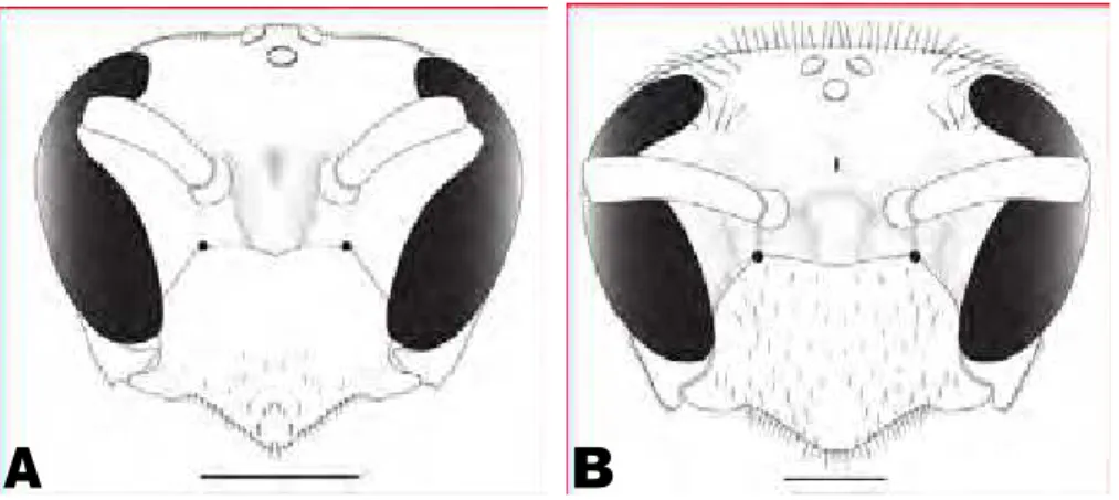 Figura 2. Vista frontal da cabeça, A: Polybia (pedothoeca) singularis, B: Polybia (Cylindroeca) 