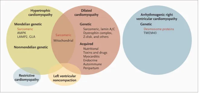 Figura 3 – Categorias clínicas de cardiomiopatias e as suas bases genéticas. Adaptado de Watkins H et al,  2011 (14)