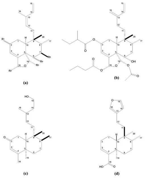Figura 2 - Diterpenos clerodânicos isolados de C. sylvestris: (a) estrutura química geral das  casearinas  A-X,  casearvestrinas  A-C  e  da  caseargrewiina  F;  (b)   rel-19S-acetóxi-18R-
