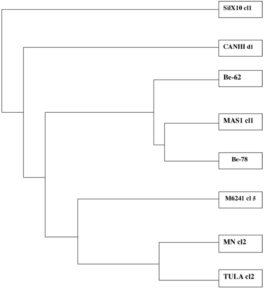 Fig. 3. An unweighted pair-group method with arithmetic averages (UPGMA) dendogram depicting the phylogenetic relationships among Be-62 and Be-78 strains and clones belonging to the principal genetic groups of T