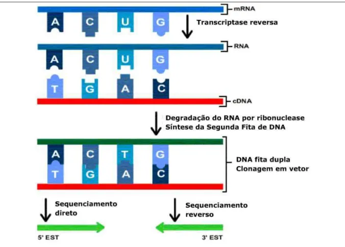 FIGURA 4: Produção de ESTs em projetos transcriptoma. As etiquetas de  seqüências expressas são obtidas, primeiramente, a partir da transcrição reversa do  mRNA, produzindo uma fita de DNA complementar (cDNA)
