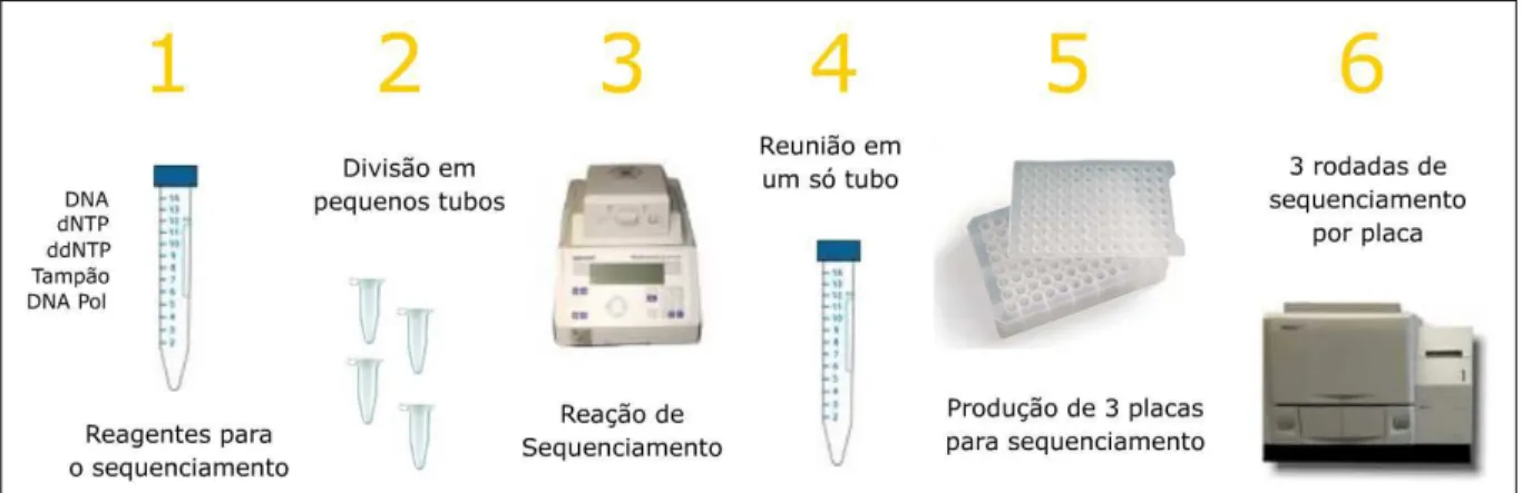 FIGURA 8: Single-pool sequencing. Resumo das etapas para a produção das  seqüências segundo a técnica de single-pool sequencing