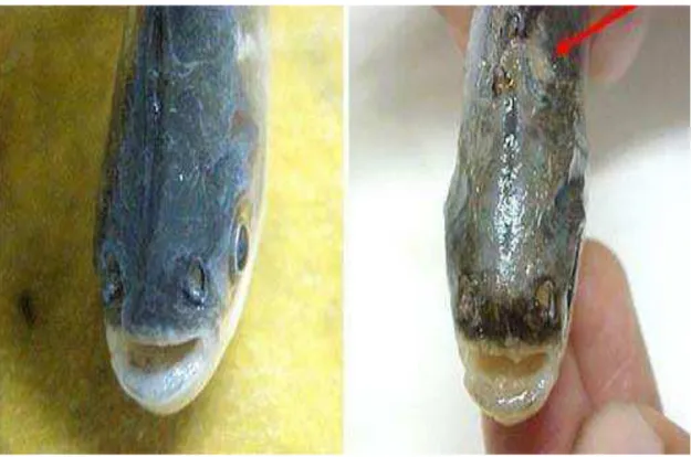 Figura 3: Um exemplar de tambaqui ( Colossoma macropomum ) submetido em laboratório à  radiação ultravioleta (à direita) sofreu lesão epitelial na parte superior da cabeça, enquanto o  peixe que não ficou exposto aos raios UV (à esquerda) não apresentou qu