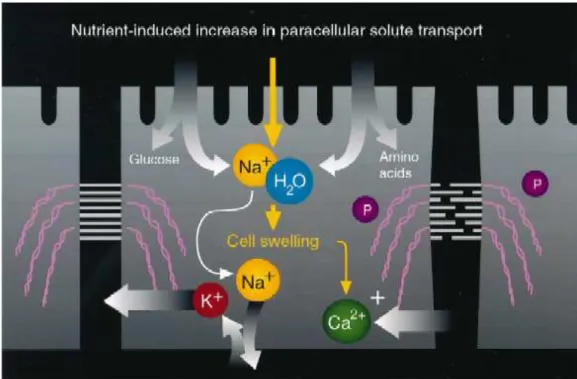 Figura 02: Mecanismo do transporte paracelular. A figura ilustra o aumento do influxo de  nutrientes nas células intestinais pela via paracelular