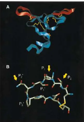 Figura 03: Estrutura do Inibidor Bowman-Birk. A - A estrutura do Inibidor Bowman-Birk é  mostrada  em  um  modelo  de  fitas