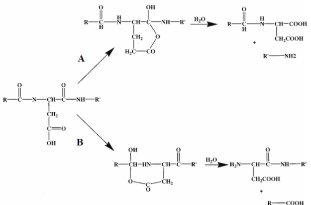 Figura  04:  Mecanismo  da  clivagem  com  ácido  fórmico.  A  –  Clivagem  em  Asp-X