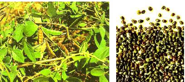 Figura 06: A leguminosa Macrotyloma axillare. Á esquerda, foto da planta adulta, e à direita  foto  das  sementes