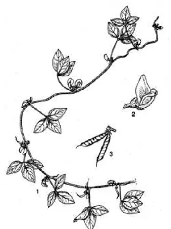 Figura 07: Ilustração esquemática da Macrotyloma axillare. (1) Ramos de folhas e caule, (2)  Flor e (3) Vagem com sementes