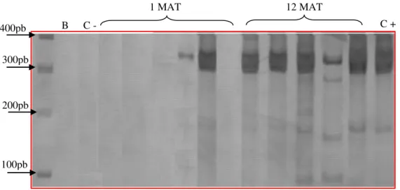 Figura  1:  Gel  de  poliacrilamida  com  revelação  dos  fragmentos  de  330pb  do  kDNA  do  Trypanosoma  cruzi  em  amostras  extraídas  do  tecido  cardíaco  (seis  animais)  e  sangue  (um  animal)  de  cães  sem  raça  definida  inoculados  com  4.00