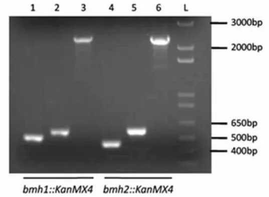 Figura 6 Confirmação do nocaute dos genes de BMH1 e BMH2 das linhagens de S. cerevisiae  Δbmh1 e Δbmh2 