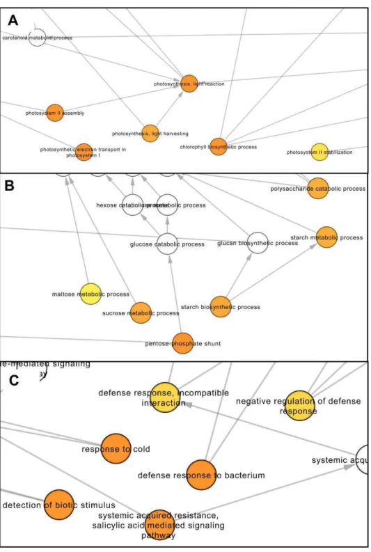 Figure  3.  Enriched  network  based  on  GO  terms  in  the  up-regulated  gene  dataset