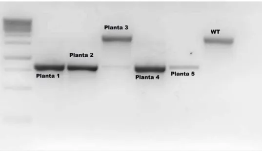 Figura 2 - Genotipagem do mutante de inserção SALK_037074 (lócus At5g58970; gene AtUCP2)