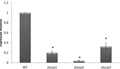 Figura  5  –  Análise  da  expressão  relativa  dos  genes  AtUCP1,  2  e  3  nos  respectivos  mutantes  de  inserção