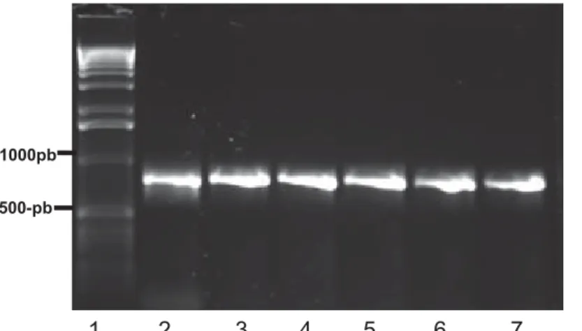 Figura 3: PCR para confirmação da presença do inserto nas colônias selecionadas. 1:marcador  molecular 1kb (Invitrogen); 2:controle positivo (produto de PCR), 3 a 7: PCR das colônias de 1 a 5,  respectivamente, demonstrando a amplificação do inserto como r