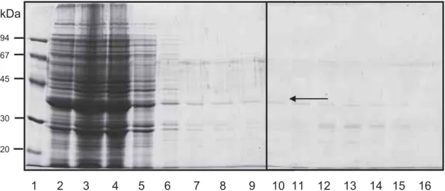 Figura 6: Eletroforese em gel de poliacrilamida com dodecilsulfato de sódio (SDS-Page).Coloração  por ComassiePhast Gel R350, para verificar purificação da proteína 14-3-3 recombinante através de  cromatografia de afinidade com coluna de níquel