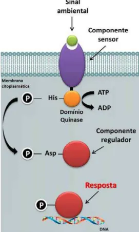Figura 4: Esquema geral do controle da expressão gênica por um sistema de dois  componentes bacteriano