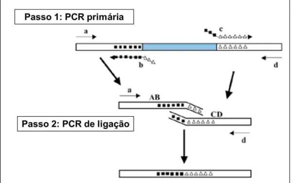 Figura 6: Esquema de mutagênese por deleção utilizando dois passos de PCR. Em  azul  a  região  a  ser  deletada  delimitada  pelos  oligonucleotídeos  B  e  C  [adaptado de Lee et al., (2004)]