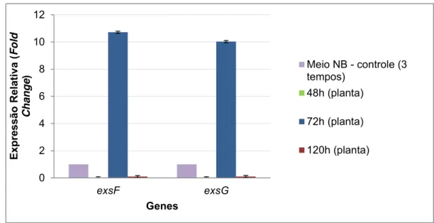Figura 9: Expressão relativa dos genes exsF e exsG de Xac nos três tempos (48, 72  e 120 h) após inoculação em folhas de limão cravo comparada com a Xac  inoculada em  meio  de  cultura  NB  (controle)