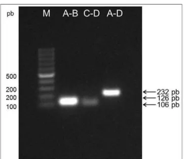 Figura 10: Produtos resultantes das PCRs primárias (AB e CD) e de ligação (AD). M  –  Padrão  de  peso  molecular  (GeneRuler™  100  pb  DNA  Ladder,  Fermentas)